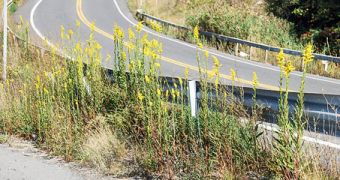 Seaside goldenrod rediscovered on highway 81