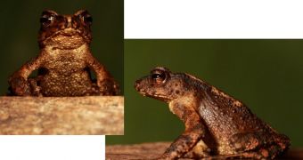 Extinct toad resurfaces in Sri Lanka