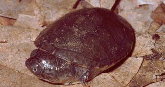 “Extinct” Turtle Species Never Existed to Begin With