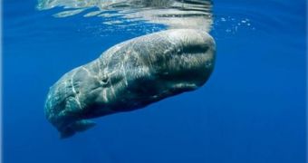 Pymy whales are the last relatives of a group of marine mammals who went extinct about 2 million years ago