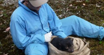 Scientist Andrew Storfer checks a Tasmanian devil for signs of devil tumor facial disease