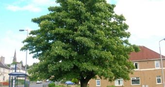 Sycamore tree has been put up for sale on Gumtree