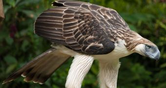 Falling branch kills very rare eagle in the Phillippines