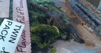 Lizard found in Morrisons salad bag