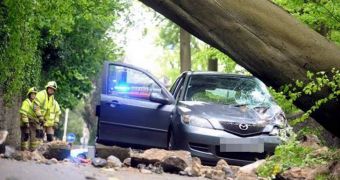 Family of Four Make Lucky Escape After Tree Smashes Into Their Car
