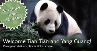 The Giant Pandas will be on show to the general public from December 16th