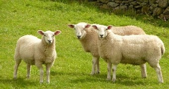 Sheep can easily be offended by profanities, PETA says