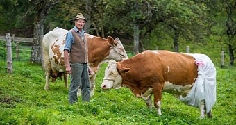 Cows in Germany forced to wear diapers when grazing