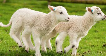 Six-legged lambs are not considered an anomaly anymore