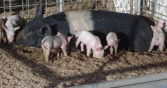 A recent report indicates that 80% of the pigs raised in British farms are tail-docked