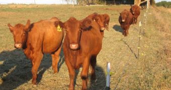 2012's drought forces farmes to start feeding candy to cattle