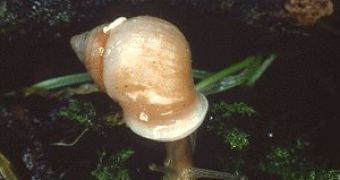 Partula snail