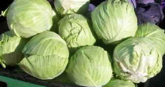 Japanese fast food chain wants to grow cabbages, onions and rice close to Fukushima