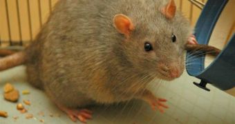 Fat lab mice and rats may be distorting valid scientific results, a new report warns
