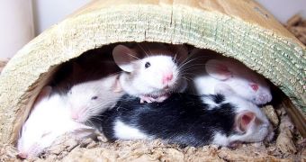 Mouse mothers can pass down certain fears to their offspring, a new study reveals