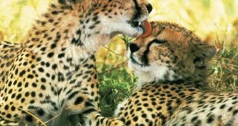 Grooming cheetahs