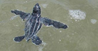 Feds allow fishermen to kill more endangered turtles than in the previous years