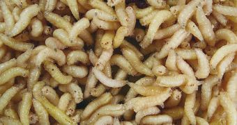 Feeding Maggots to Farm Animals Could Yield Environmental Benefits
