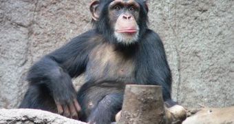 Female Chimps Are Only Friendly Towards Males, Often Snap at Each Other