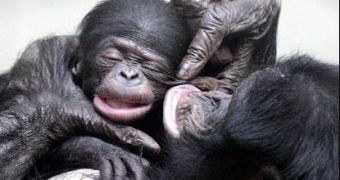 Chimp mother with newborn