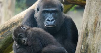 Mother gorillas attract the attention of infants, and group-protecting silverbacks, by clapping their hands in certain patterns