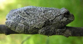Gray tree frog males must multitask to get the females' attention