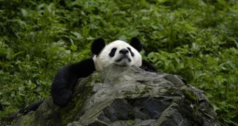 Female panda could be pregnant, paternity test will establish who the father is