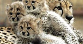 Cheetah litter