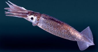 Some female squid escape unwanted suitors by pretending they are males