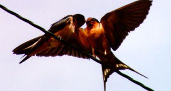 Barn swallow pair
