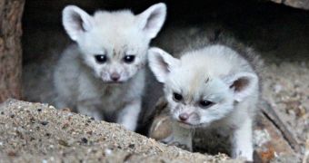 Baby Fennec fox really doesn't like having its picture taken