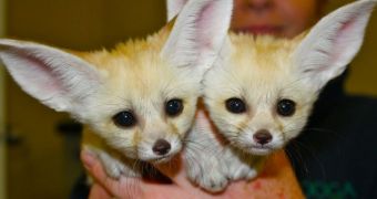 Baby foxes will one day work as ambassadors for their species