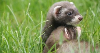 Two ferrets in England have decided to get married on Christmas Eve