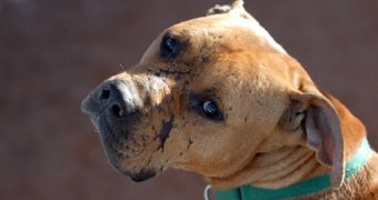Fighting Dog Formerly Owned by Michael Vick Is Put to Sleep in Utah