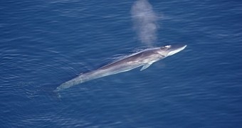Study reveals fin whales use their skulls to hear
