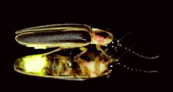 Fireflies offer us an insight into a bioluminescent future