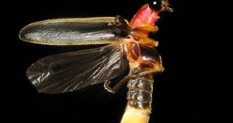 This is what a firefly looks like