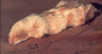 Living marsupial mole