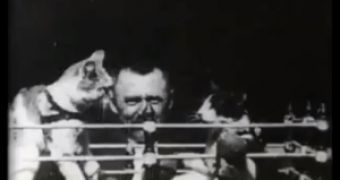 First Cat Video Ever Featured Boxing, Was Made by Edison