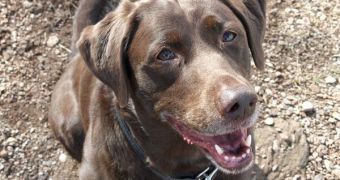 Labrador retrievers are very intelligent and loyal dogs