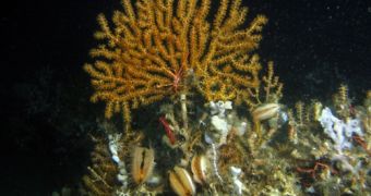 First Cold Water Coral Ecosystem Discovered in Northern Africa