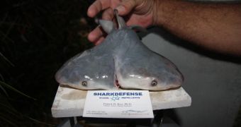 First-Ever Two-Headed Bull Shark Discovered in the Gulf of Mexico