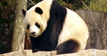 Panda genome shows little signs of inbreeding