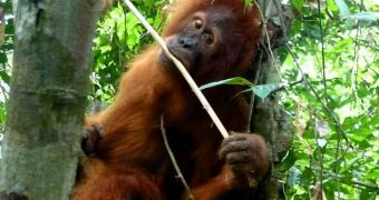 History-making orangutan dies just 17 months after having been released back in the wild