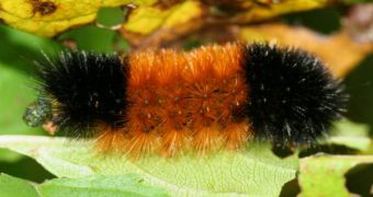 Woolly bear caterpillars know what plants to consume in order to get rid of parasitic infections