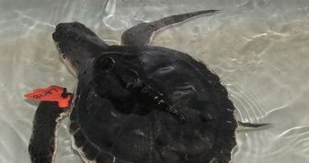 First turtles rescued and rehabilitated returned to the Gulf