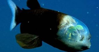 The Barreleye fish is shown here with its eyes tilted upwards