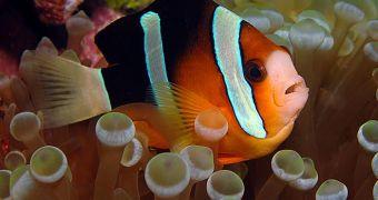 Clownfish within a sea anemone
