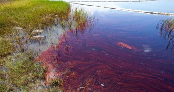 Louisiana's Grand Terre Island marshes contaminated with oil; here, with a minnow trap