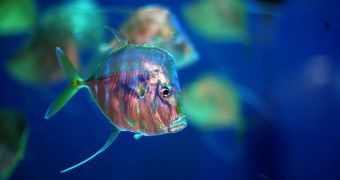 Fish can feel pain, a new study suggests